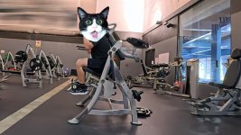 anyone-got-tips-on-setting-up-the-hoist-ab-machine-properly-5.jpg